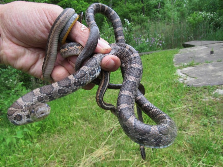 Eastern Milk Snake, Northern Ringneck Snake and Eastern Garter Snake